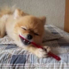 Dog chewing toothbrush, Best Dental Insurance